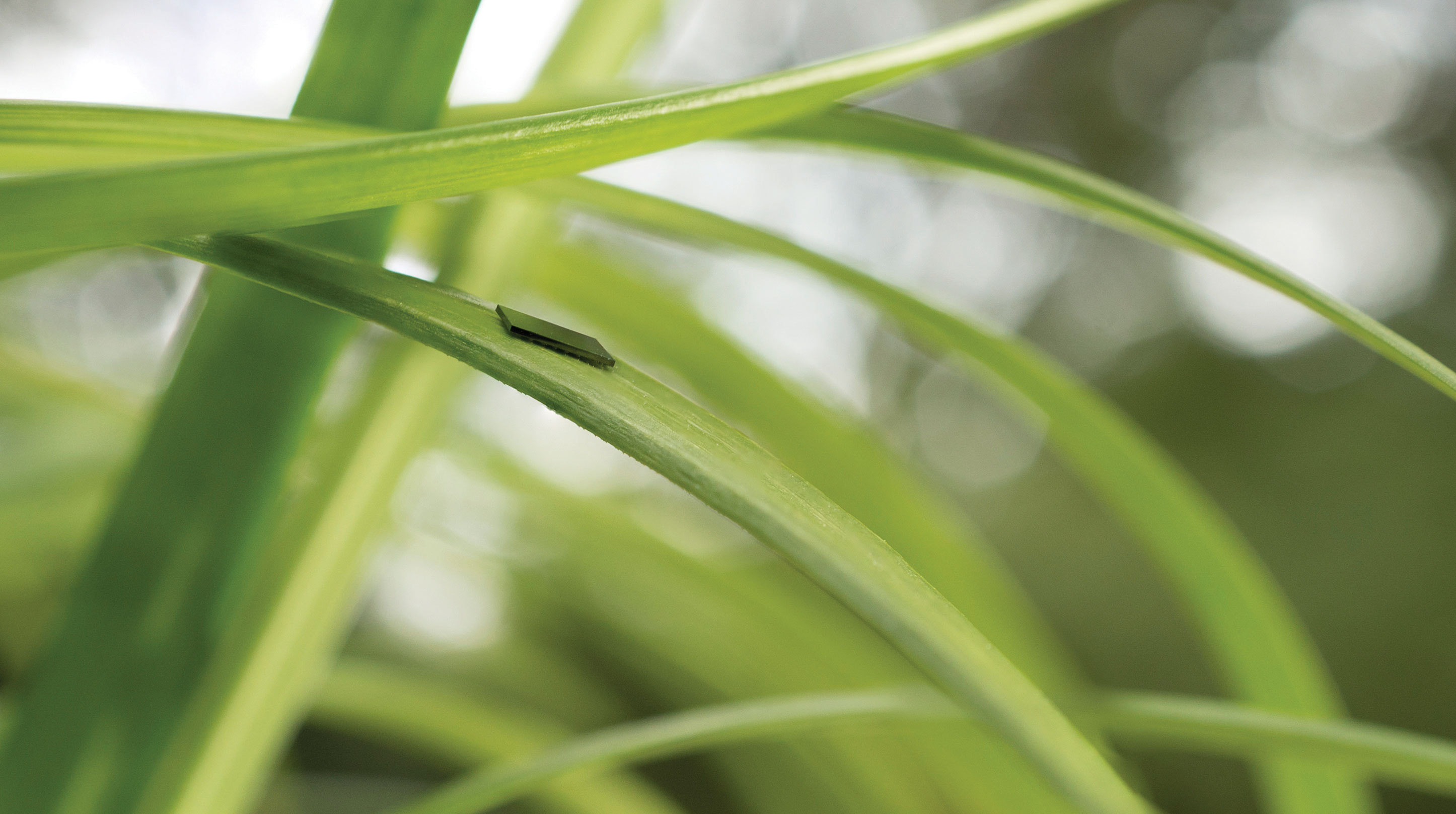 , Thin as a Blade of Grass, Freescale’s Newest MCU Takes Kinetis Device Form Factors to Another Dimension