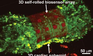 3D cardiac spheroid labeled with Ca2+ indicator dye encapsulated by the self-rolling sensor array.